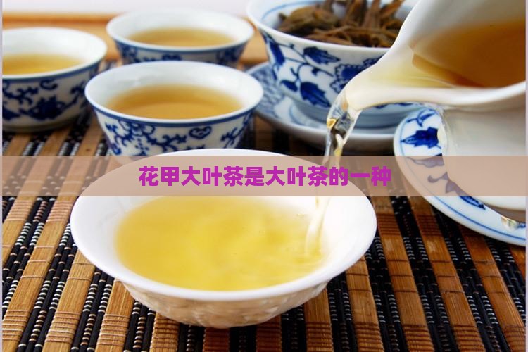 花甲大叶茶是什么茶