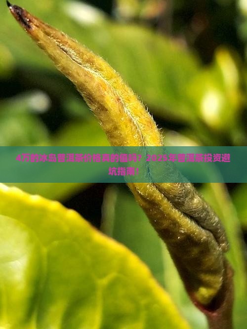 4万的冰岛普洱茶价格