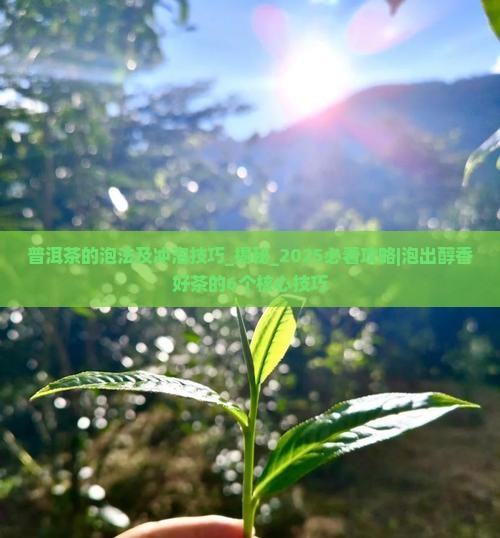 普洱茶的泡法及冲泡技巧 普洱茶的泡法及冲泡技巧