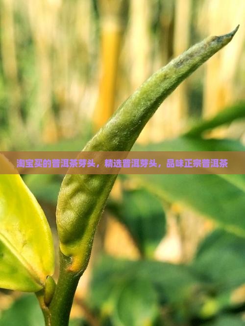 淘宝买的普洱茶芽头