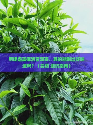 建盏盖碗泡普洱茶