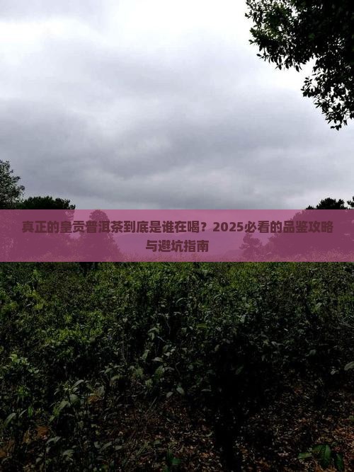 真正的皇贡普洱茶