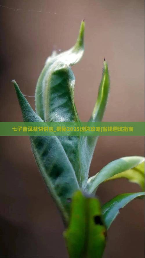 七子普洱茶饼供应