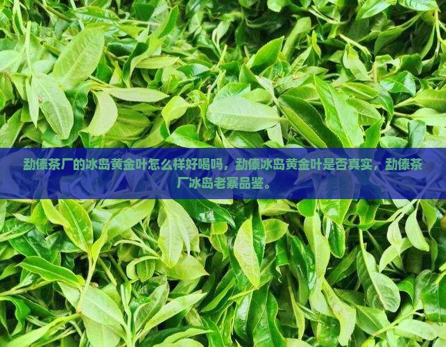 勐傣茶厂的冰岛黄金叶怎么样