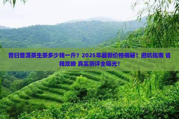 昔归普洱茶生茶多少钱一斤