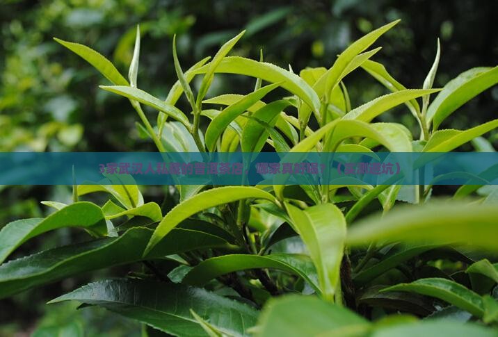 武汉哪家普洱茶好喝点的