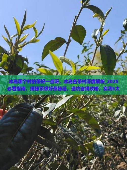 冰岛哪个村的茶好一点呀
