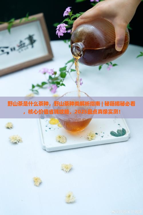 野山茶是什么茶种
