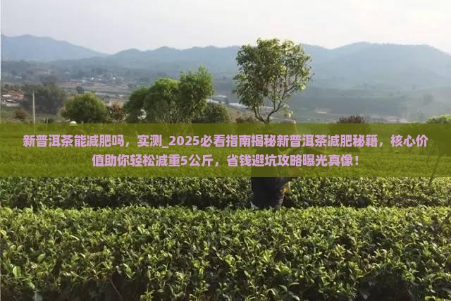 新普洱茶能减肥吗