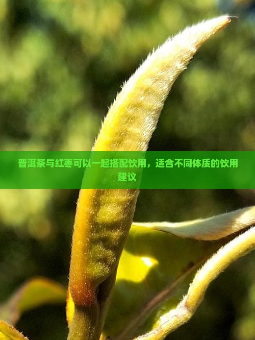 普洱茶能加红枣同煮吗