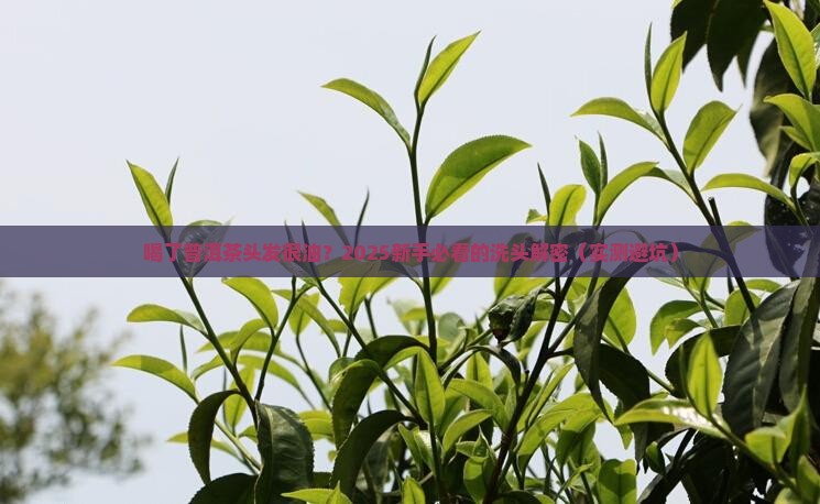 喝了普洱茶头发很油