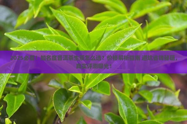 知名度普洱茶生茶