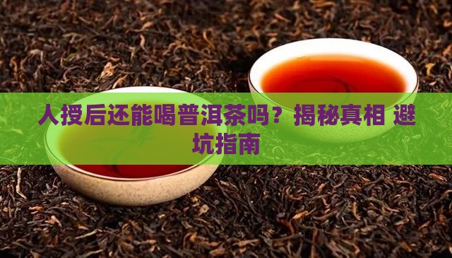 人授后可以喝普洱茶吗