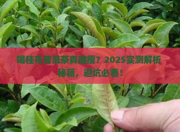 喝桂花普洱茶多久能瘦