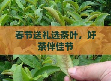 春节送什么茶好