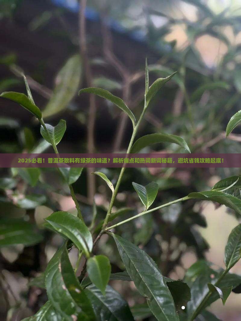 普洱茶散料有绿茶的味道