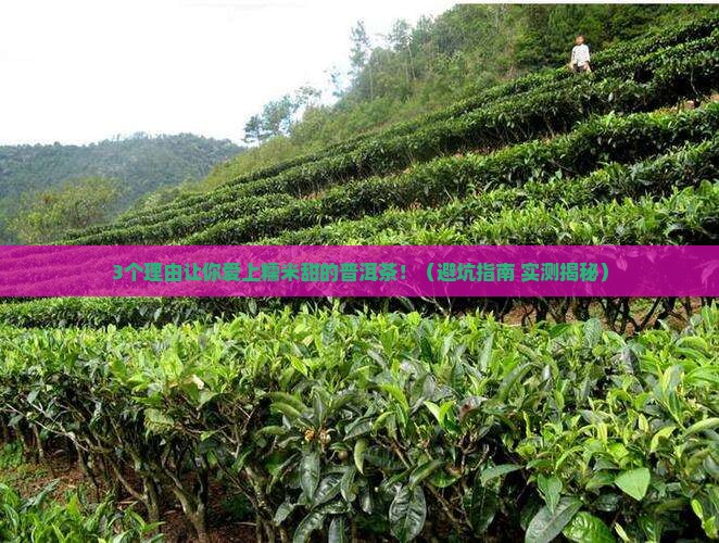 糯米甜的普洱茶