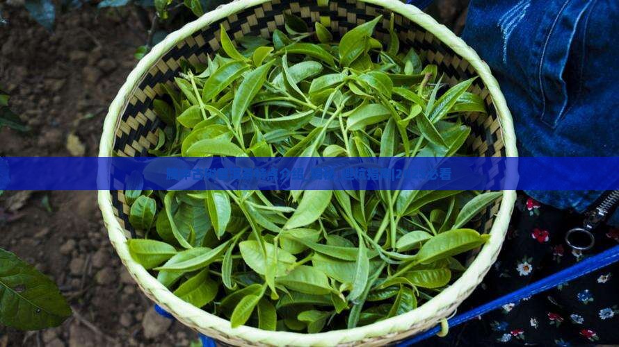 腾冲古树普洱茶特点介绍