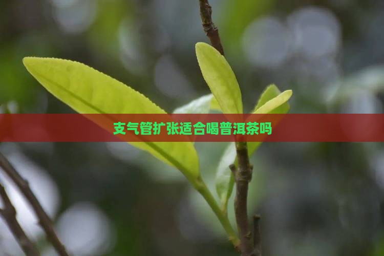 支气管扩张适合喝普洱茶吗