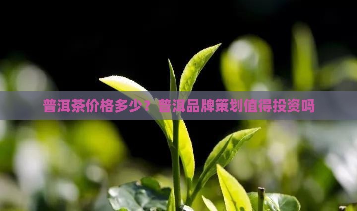 普洱茶品牌策划价格高吗