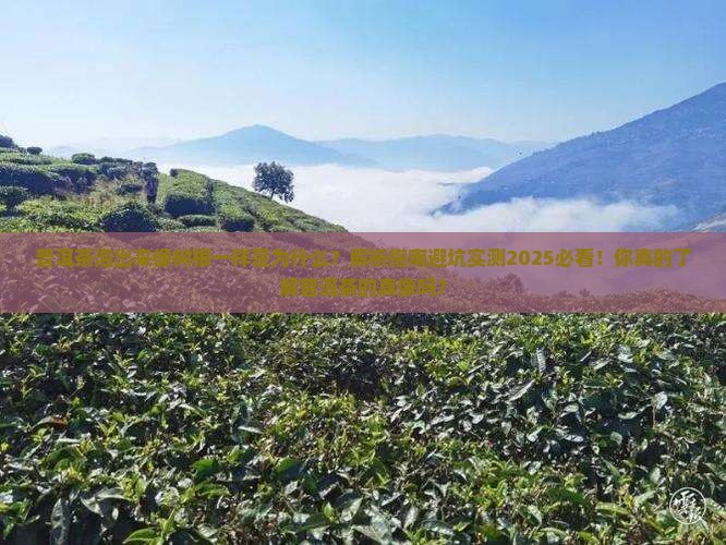 普洱茶泡出来像树根一样