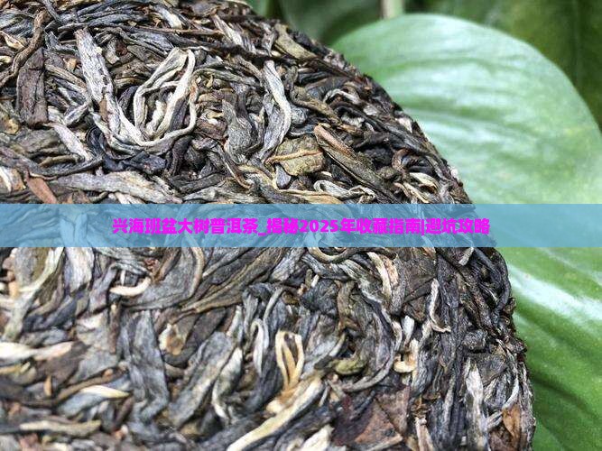兴海班盆大树普洱茶