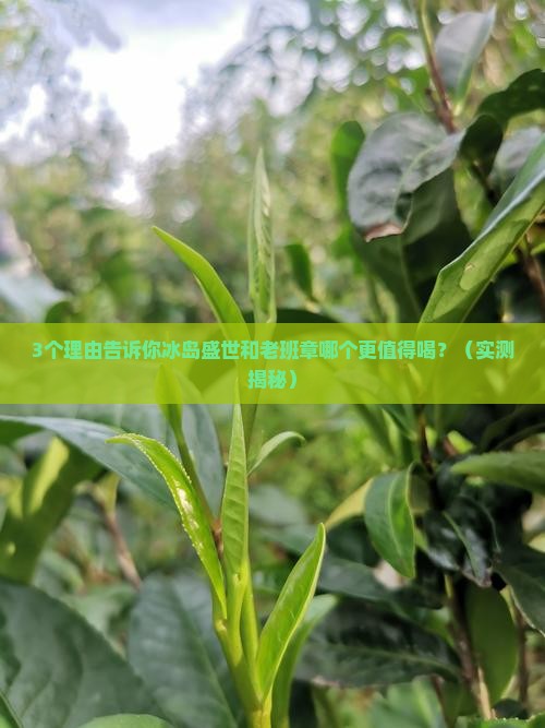 冰岛盛世和老班章哪个好