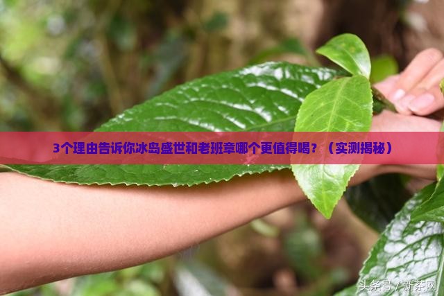 冰岛盛世和老班章哪个好