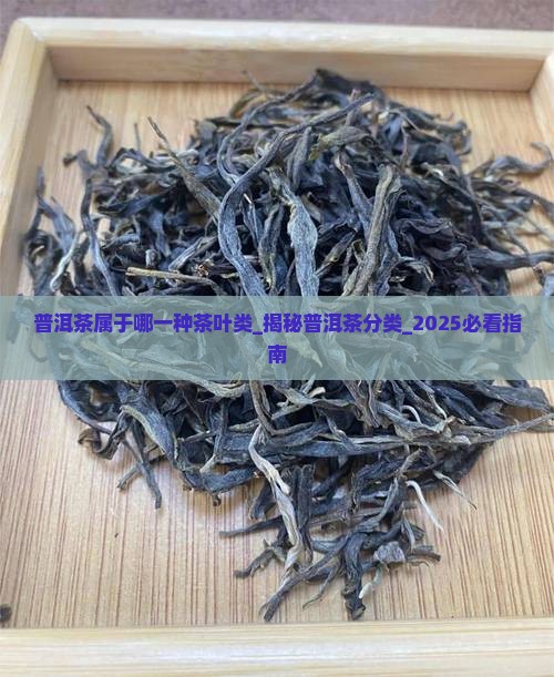 普洱茶属于哪一种茶叶类