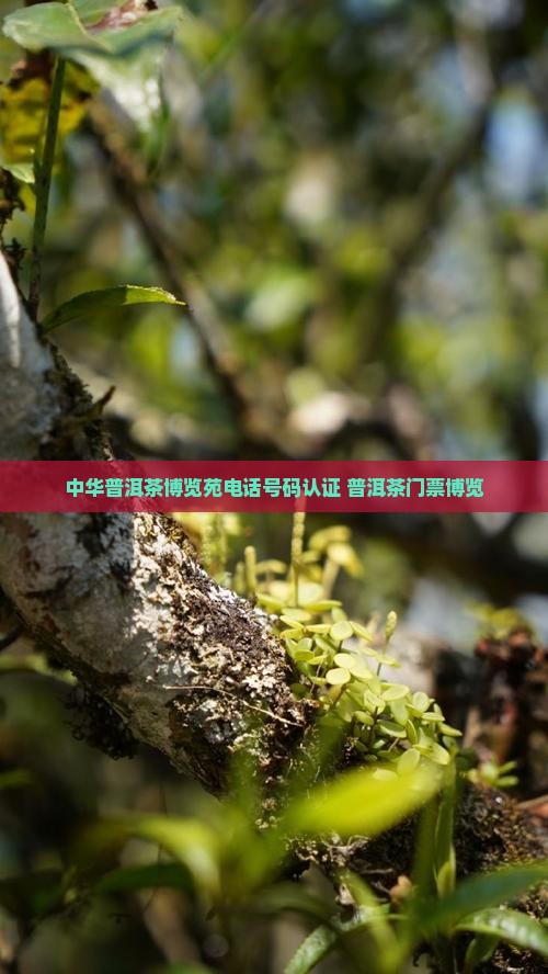 中华普洱茶博览苑电话 中华普洱茶博览苑电话