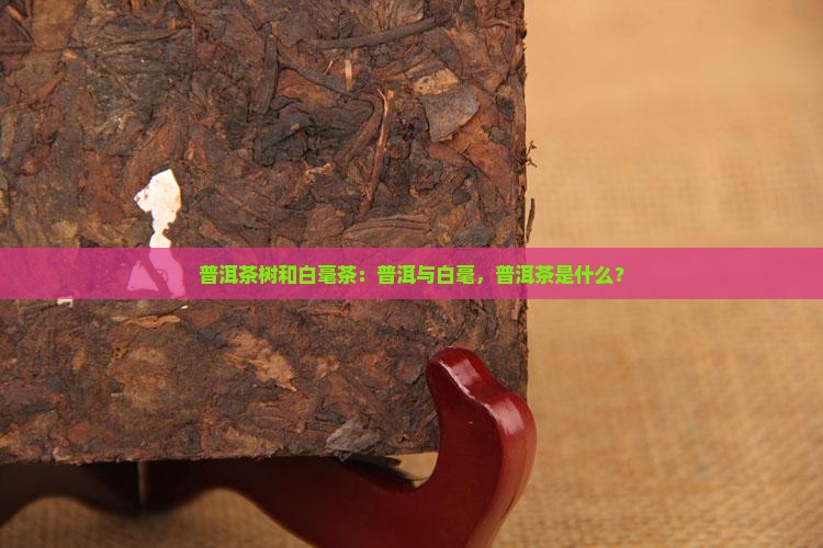 普洱茶树和白毫茶