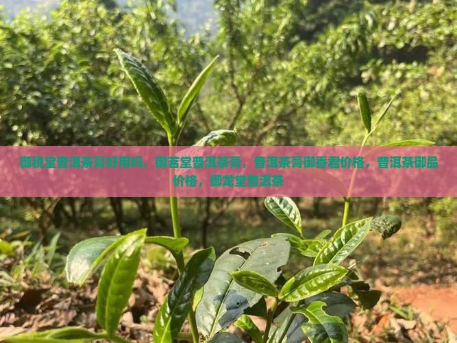 御税堂普洱茶膏