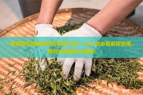 普洱茶一般几月份压饼