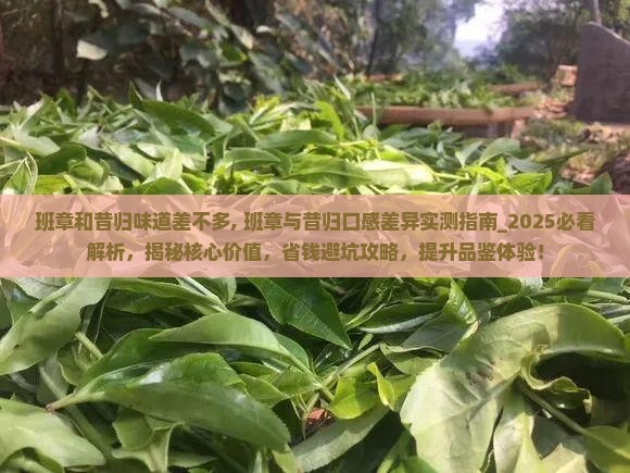 班章和昔归味道差不多