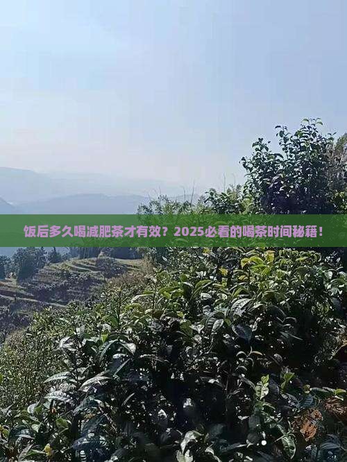 减肥茶饭后多久喝比较好