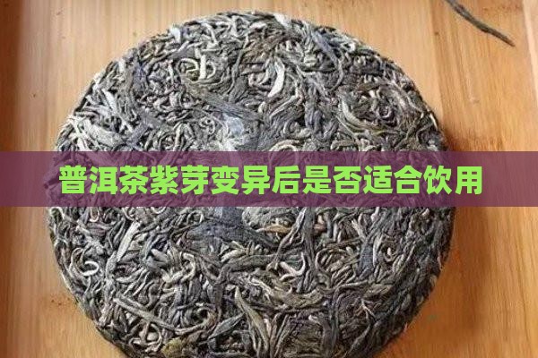 普洱茶变异紫芽能喝吗