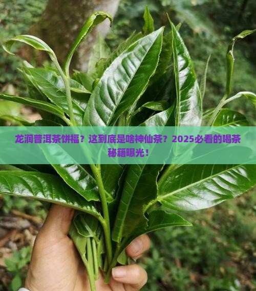 龙润普洱茶饼福