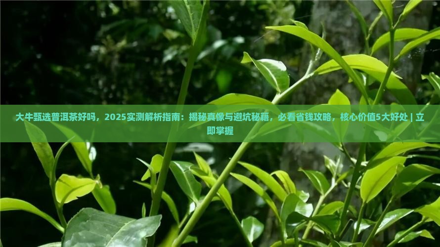 大牛甄选普洱茶好吗