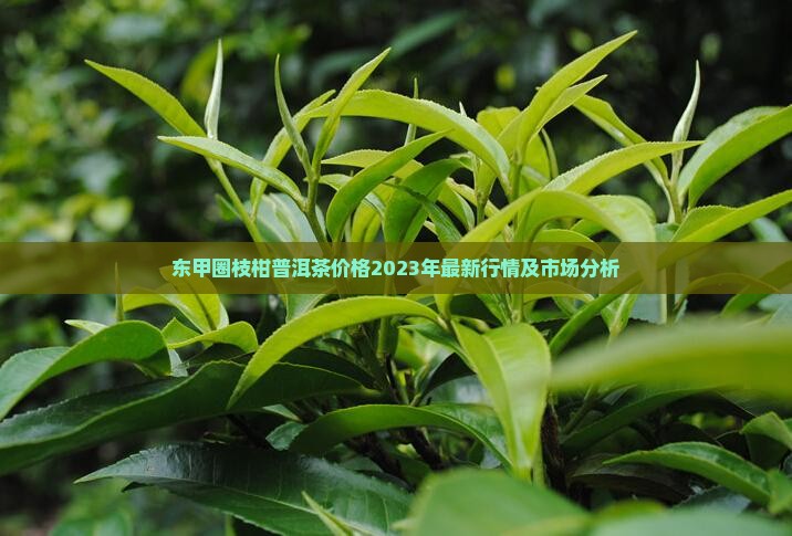 东甲圈枝柑普洱茶价格