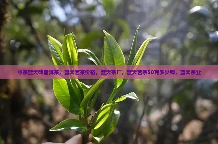 中茶蓝天砖普洱茶