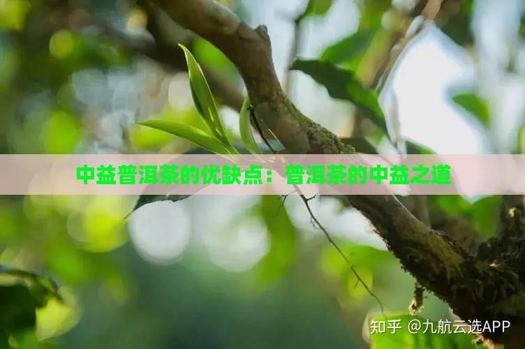 中益普洱茶的优缺点