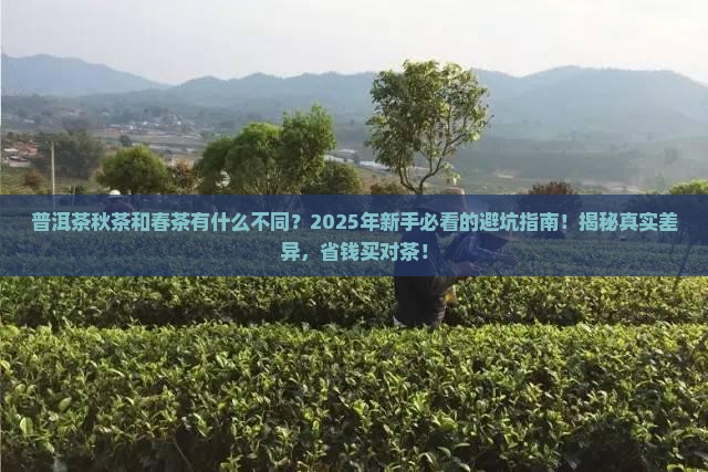 普洱茶秋茶和春茶有什么不同