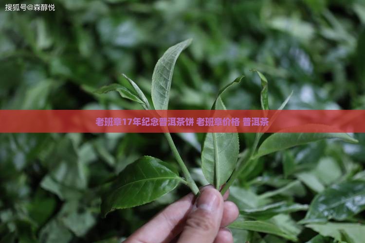 老班章17年纪念茶饼