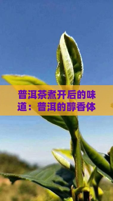 普洱茶煮开了是什么味道
