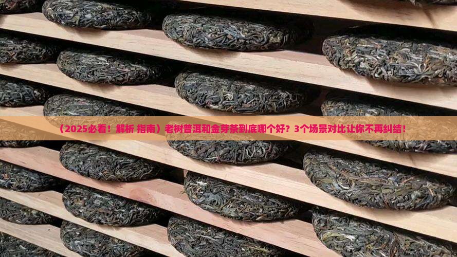 普洱茶老树好还是金芽茶好