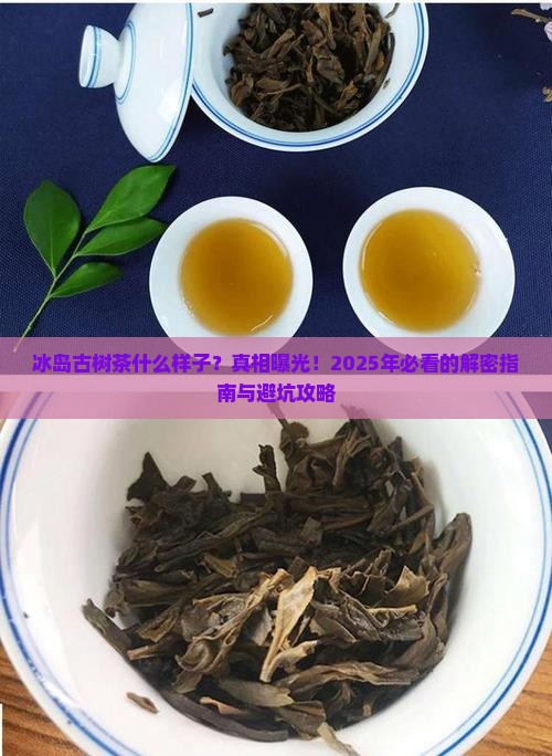 冰岛古树茶什么样子