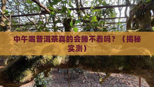 中午喝普洱茶影响睡眠吗