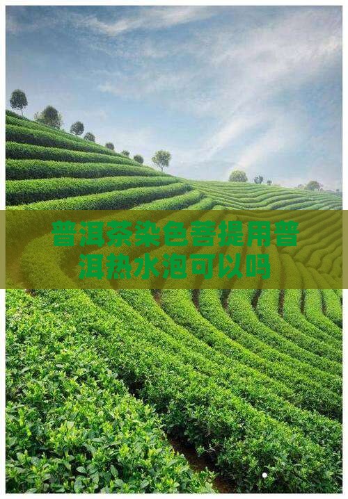 普洱茶染色菩提用热水泡可以吗