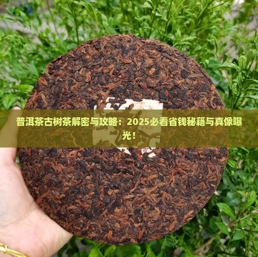 普洱茶古树茶玩法