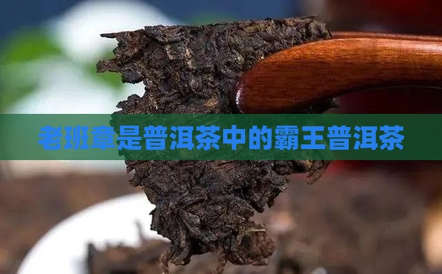老班章大树茶是普洱吗